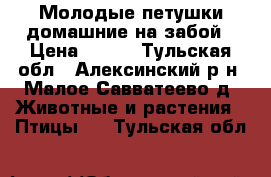 Молодые петушки домашние на забой › Цена ­ 250 - Тульская обл., Алексинский р-н, Малое Савватеево д. Животные и растения » Птицы   . Тульская обл.